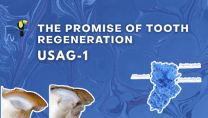 Tooth regeneration drug – a real hope to regrow your teeth