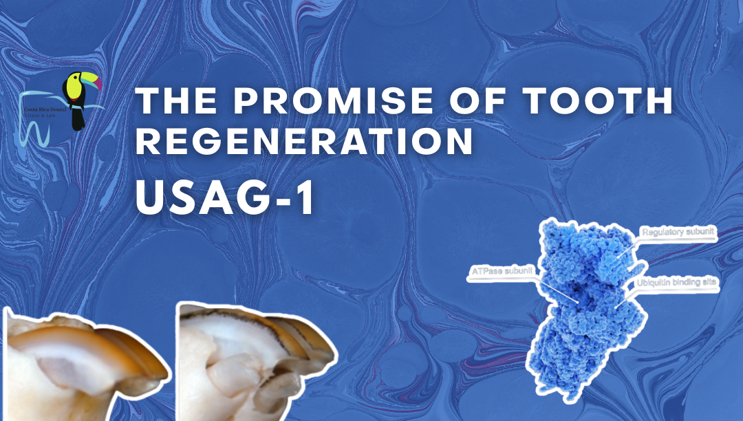 Tooth regeneration drug – a real hope to regrow your teeth